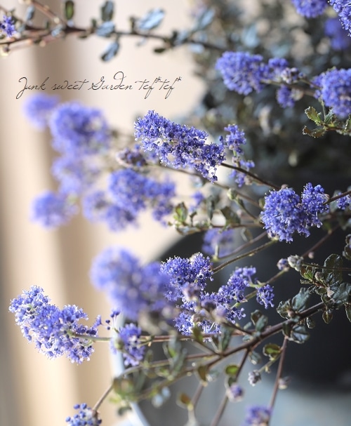 セアノサス(カリフォルニアライラック)『パープルピグメント