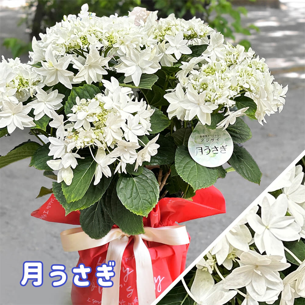 2025年 母の日ギフト 】 アジサイ 鉢植え 5号鉢 島根の稀少品種 紫陽花