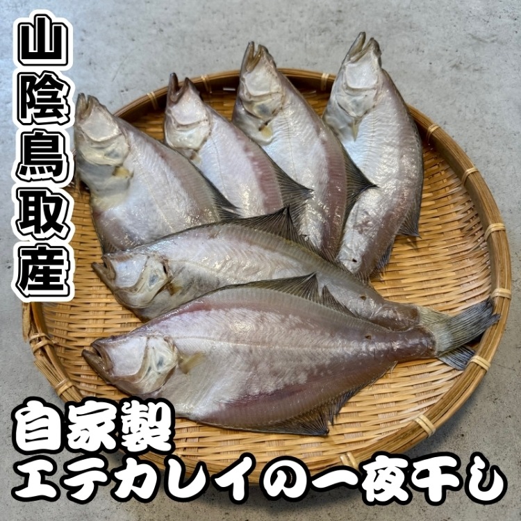 自家製！エテカレイの一夜干し【中小サイズ】 6匹【さかなや新鮮組