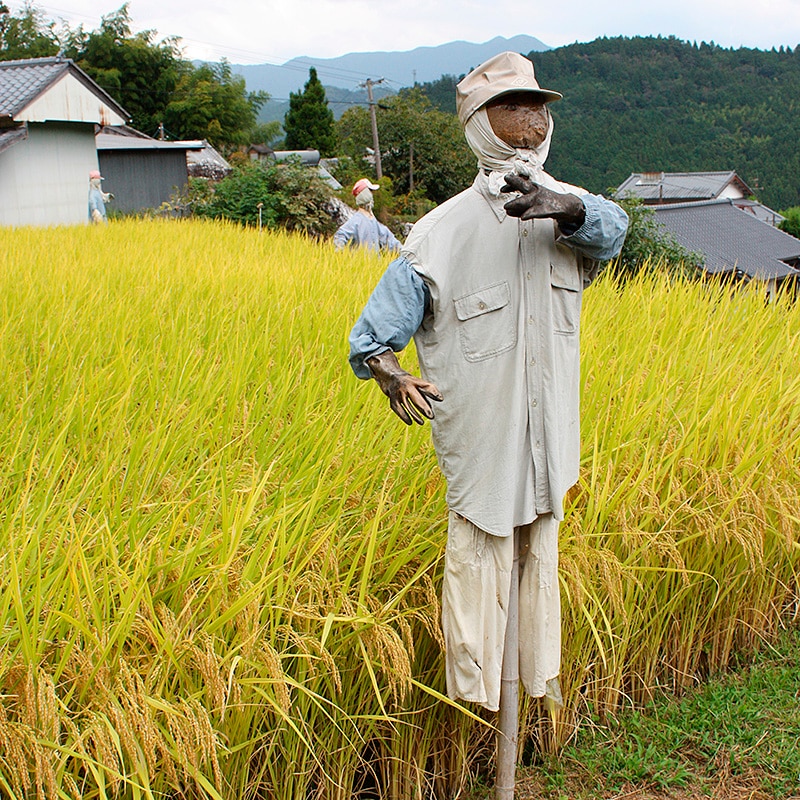 本山町農業公社 天空の郷にこまる5㎏（2025年度産）｜土佐うまいもの