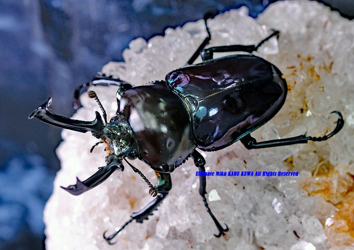 The world No,1の美麗種!! 2020年3～4月羽化 そろそろ餌を食べそう