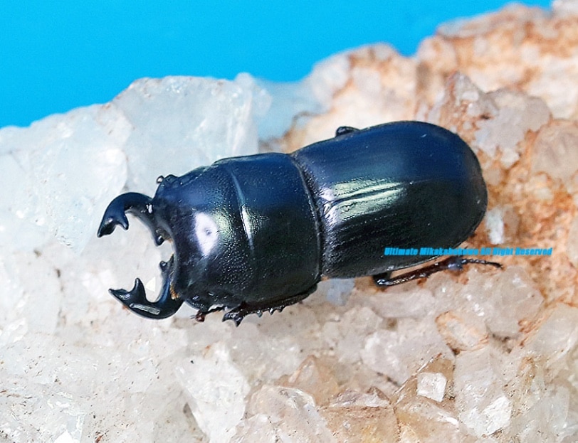 2025,3/10新着WILD Limited Luxury Ultimate 1 世界最高峰!! グラン