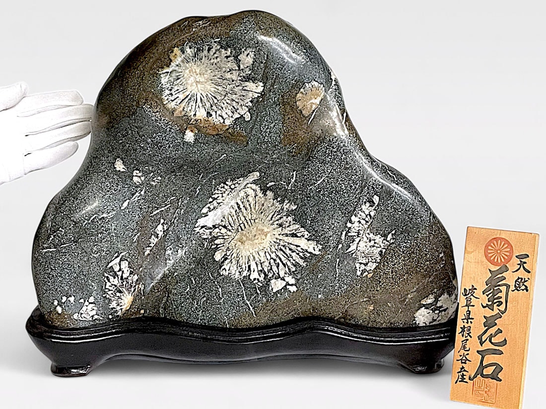 岐阜県根尾谷産 大型 天然 菊花石 (木製台座付き)