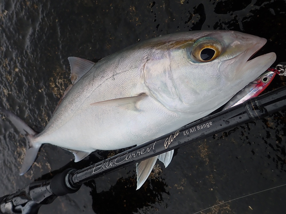 BlueCurrent 86 All Range “ELITE” | LIMITED ROD | YAMAGA Blanks Members