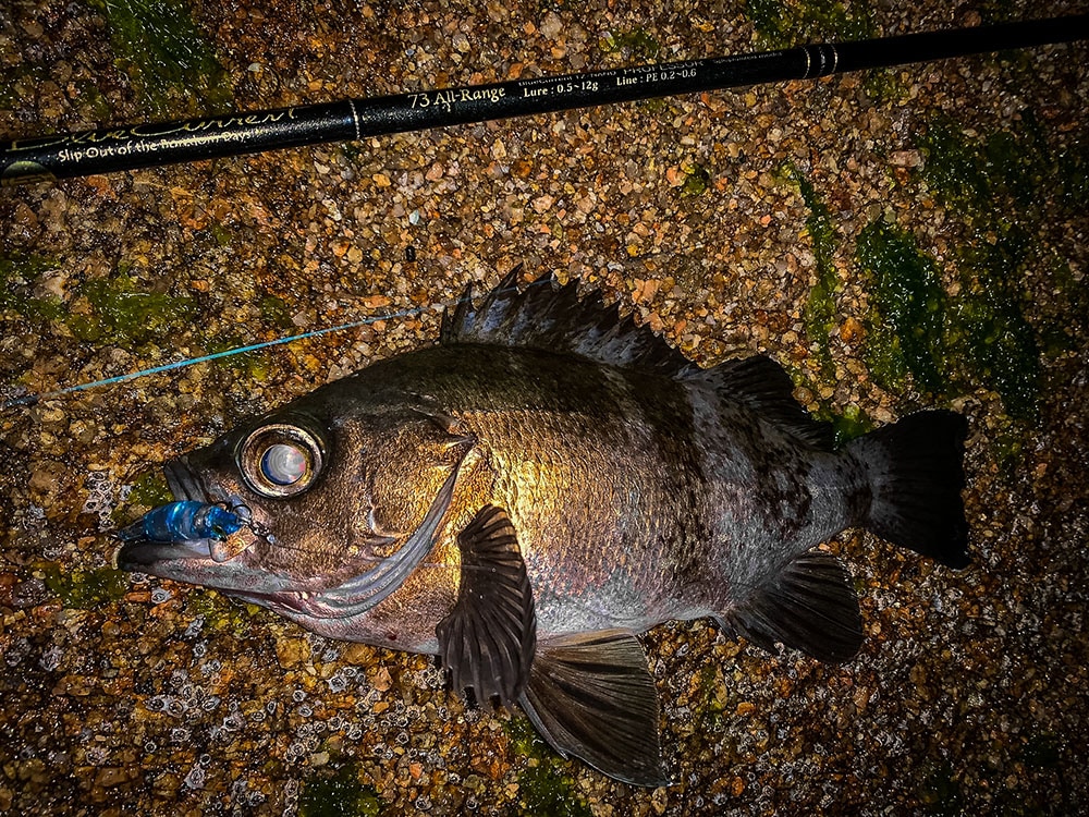 BlueCurrent 73 All-Range TZ/NANO PROFESSOR “ELITE” | LIMITED ROD