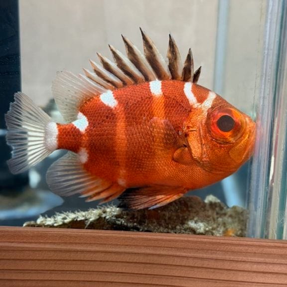 クルマダイ【近海産】【和歌山県産】 | 海水魚,その他 | やどかり屋