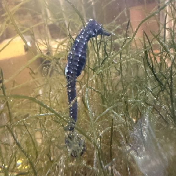 タツノオトシゴの仲間｜海水魚｜海水魚ショップやどかり屋