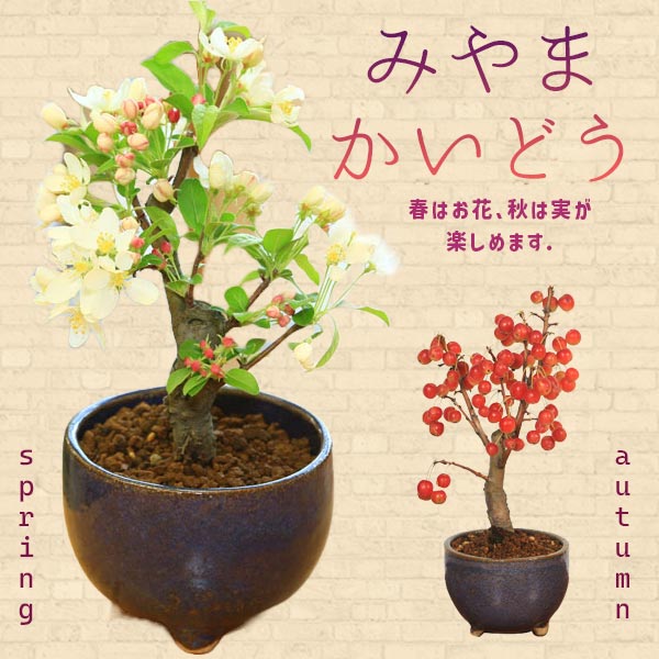 小品盆栽：深山かいどう(信楽焼鉢)*実物盆栽花物盆栽bonsai | すべての