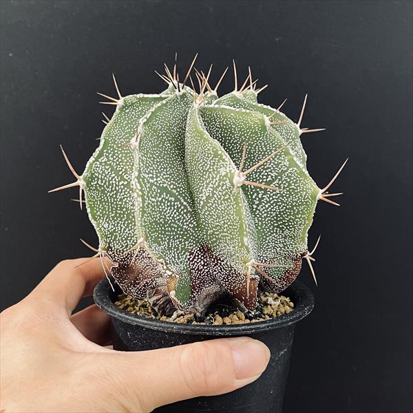 サボテン：アストロフィツム 般若*幅10cm | サボテン＆多肉植物