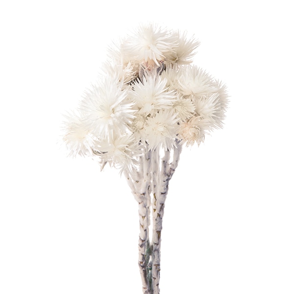 プリザーブドフラワー 『ソフトミニカスミ草 クラウドピンク 00010-191