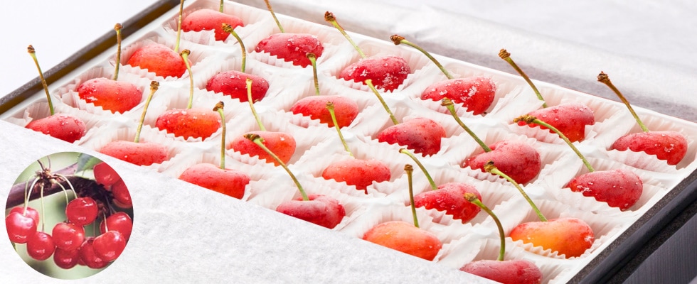 冷凍さくらんぼ 佐藤錦のしずく 24粒 | HOKUREN GREEN +PLUS