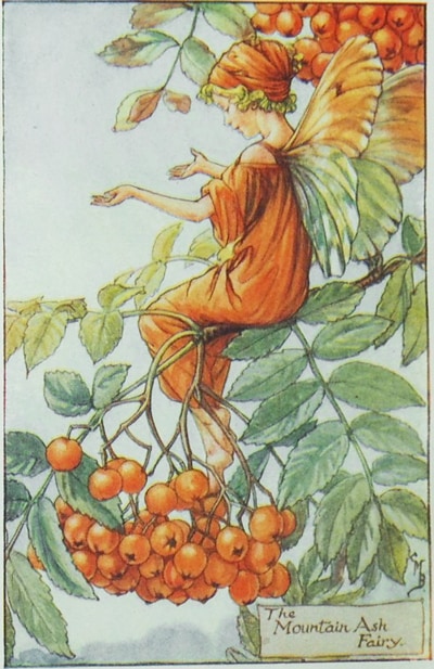 シシリー・メアリー・バーカー 挿画本「花の妖精・秋」 | | アトリエ