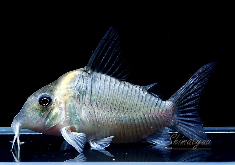 Co セミロングノーズレセックス WILD 3匹 | すべての商品 | AQUA-F