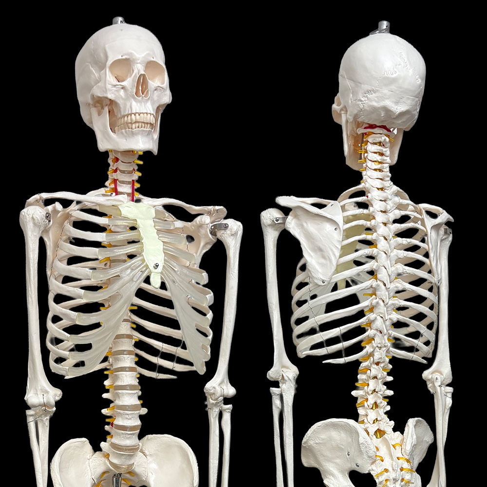 人体模型 骨格模型 等身大 全長177cm 骨格標本 人体骨格模型 吊り下げ