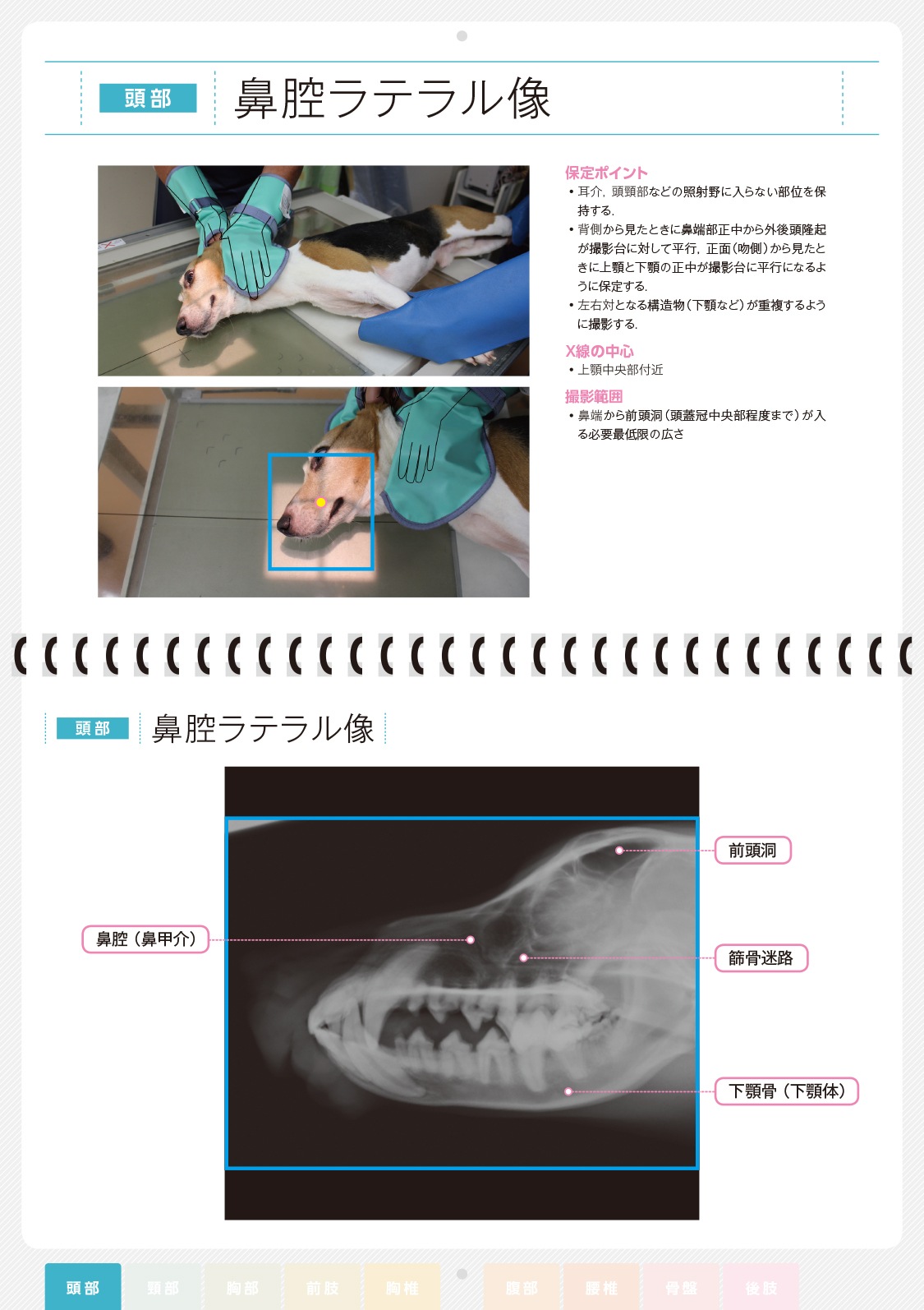 すぐ使える 犬のX線ポジショニングと撮影法 | 臨床獣医学,内科系