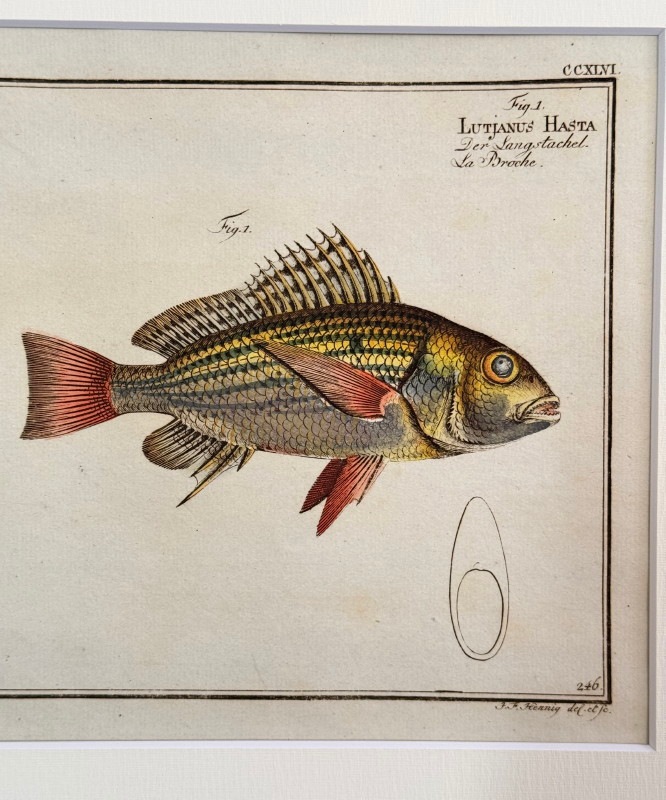 ブロッホ「魚類図譜」1782-85年初版原本 No.246 ハスダイ等（77,000円の10%