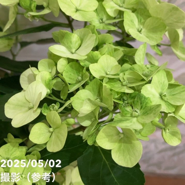 開花中＞PW ラグランジア シャンデリーニ 5号｜花木04-PA | 花木・庭木