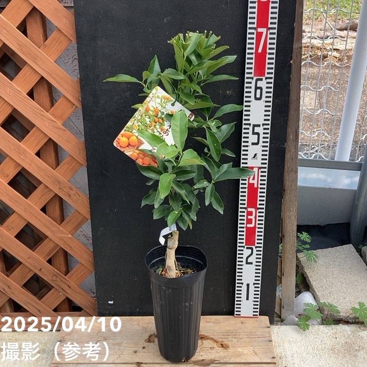 キンカン 久留米あかまる 4号ロングポット 1年生 接木苗｜柑橘｜果樹04