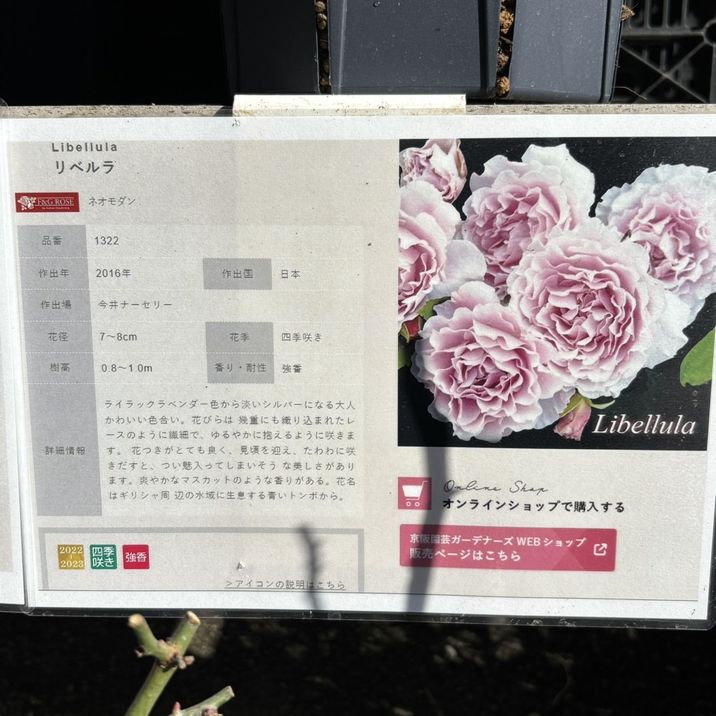 バラ大苗 リベルラ 7号 京阪園芸｜花木04-PA | 花木・庭木,バラ | 赤塚