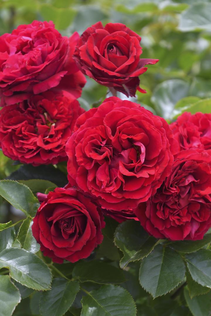 バラ大苗 プランタジネット 7号 ロサ・オリエンティス｜花木04-PA