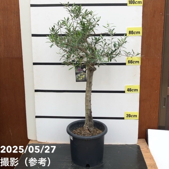 現品お届け】オリーブ 8号 ネバディロブランコ｜果樹10-TU | 果樹