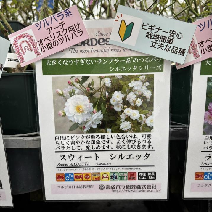 他の方は購入をお控えください バラ売りコメントしてください。 例文