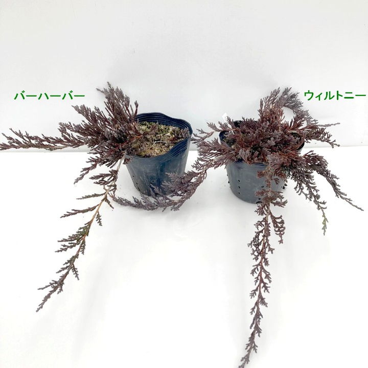 常緑・這性（はいせい）コニファー ウィルトニー 5号×3鉢セット ※お