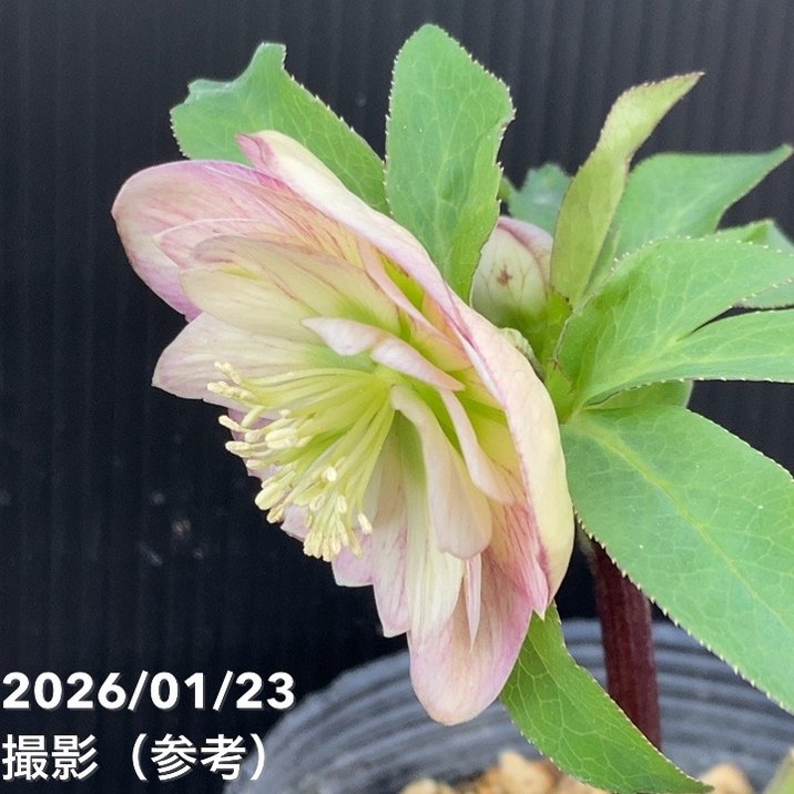 お買い得一点物咲き進み株】加藤農園 クリスマスローズ 4.5号（KT46