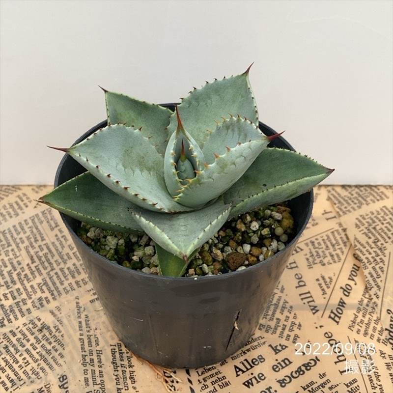 アガベ 3.5号 ブルーウェーブ Blue Wave｜観葉01-D1 | 観葉・多肉