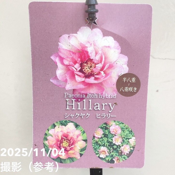 芍薬 シャクヤク 5号 ヒラリー｜草花04-PA | 草花,芍薬・牡丹 | 赤塚