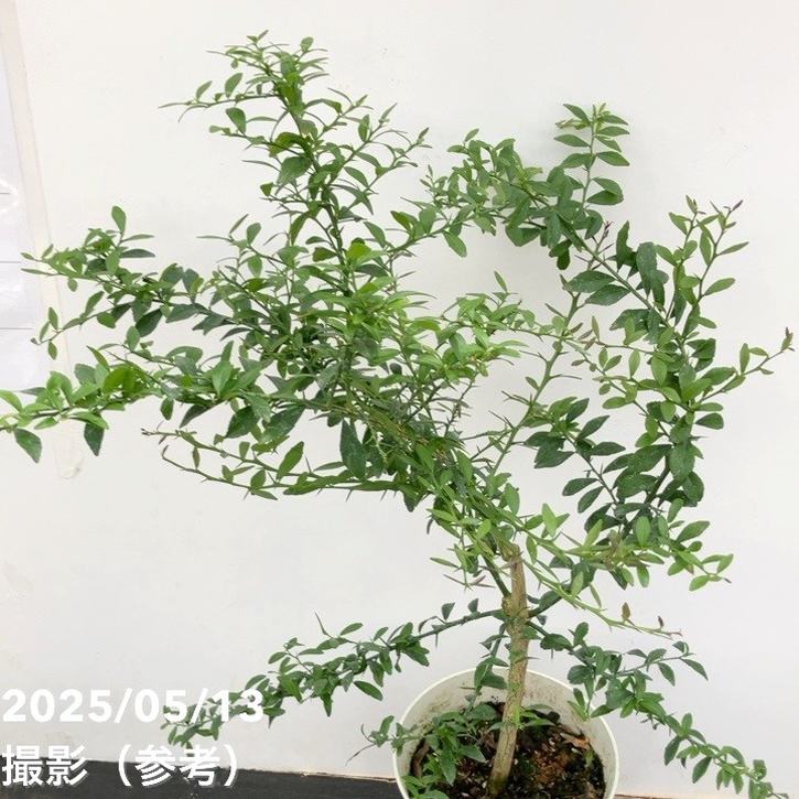 こるふぁーむ フィンガーライム 5号 グリーンクリスタル（代引き不可