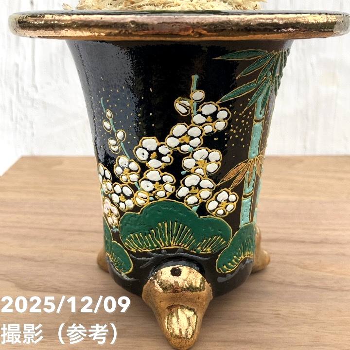 現品お届け】豊明園 万年青 オモト 新生殿（しんせいでん） 松竹梅鉢