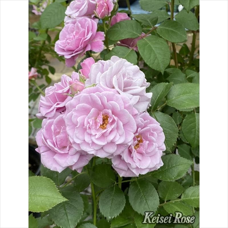 バラ大苗 マチネ 6号 京成バラ園芸｜花木04-PA | 花木・庭木,バラ