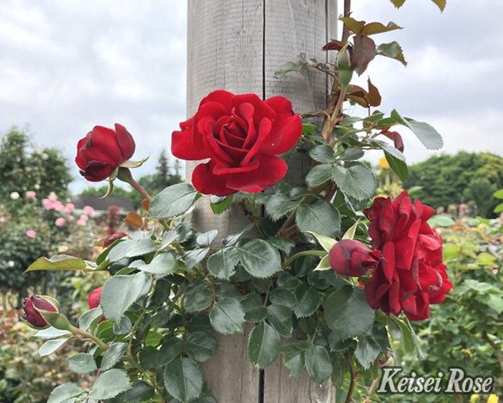 つるバラ長尺苗 ライデンシャフト 6号 京成バラ園芸｜s200｜花木04-PA