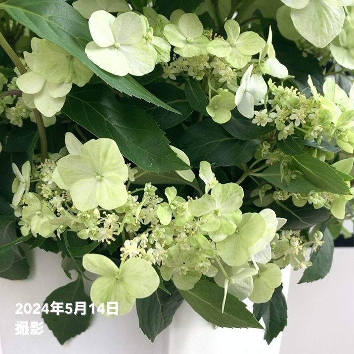 PW ラグランジア シャンデリーニ 7号角鉢｜鉢花04-PA | 花木・庭木