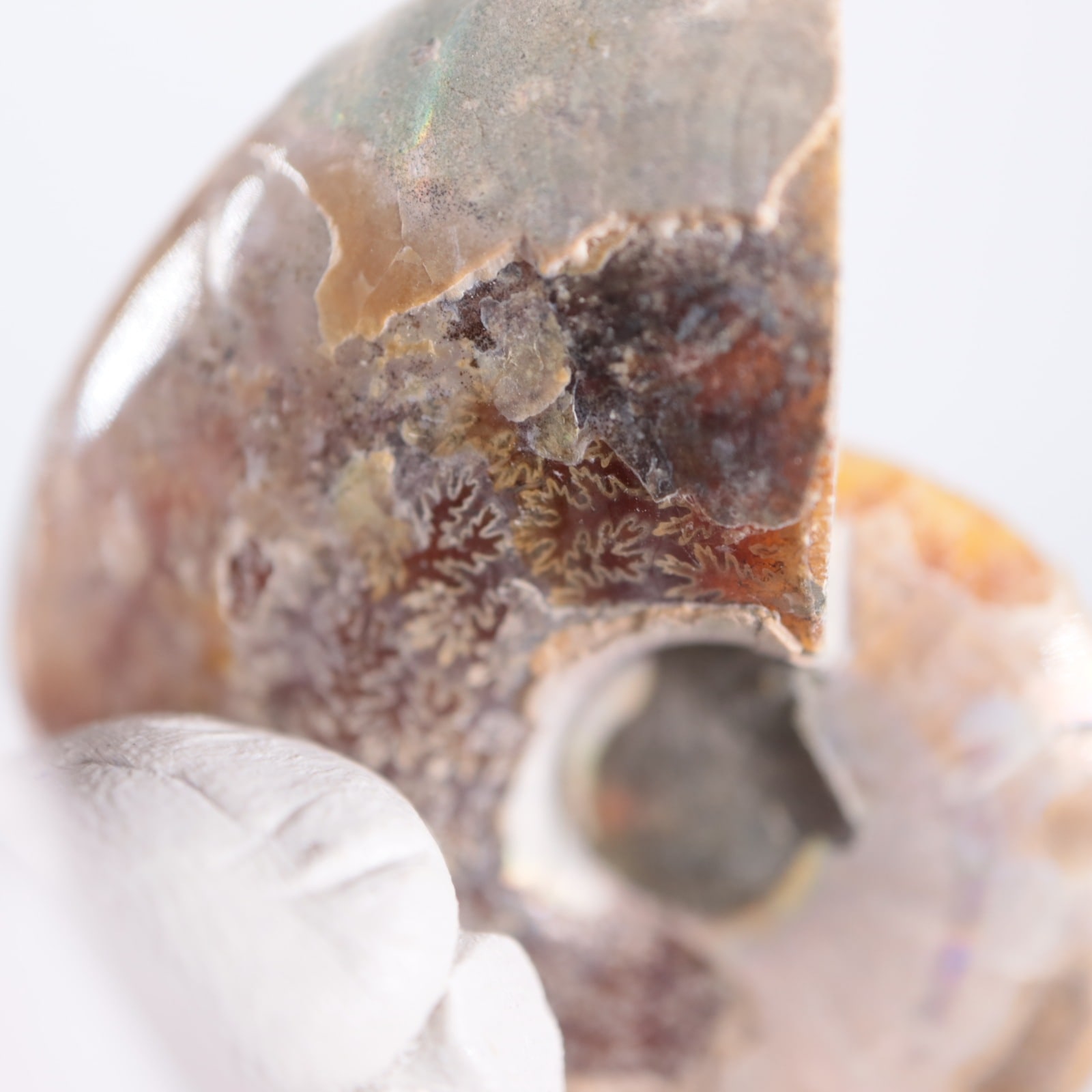 マダガスカル産 アンモナイト（カット＆磨き） | 鉱物標本,その他の