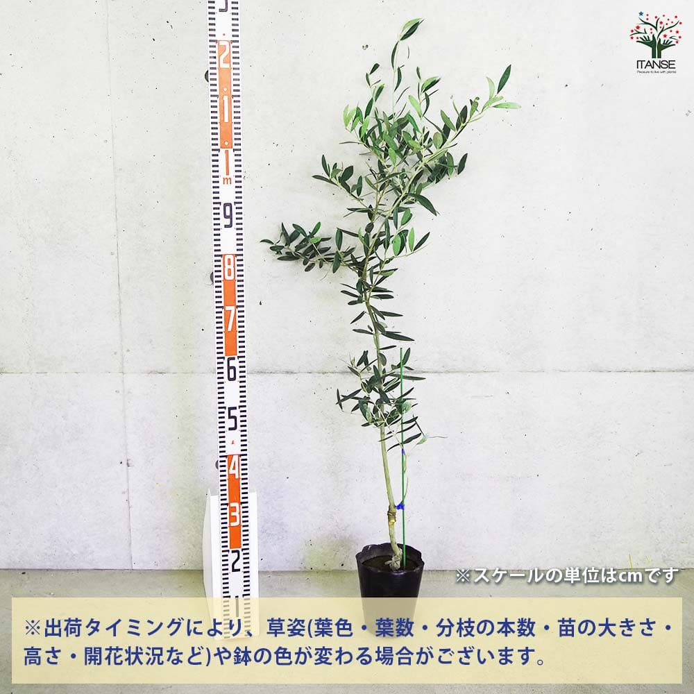 大実オリーブ ジャンボカラマタ 【果樹の苗木 5号／1個売り】｜ 【植物