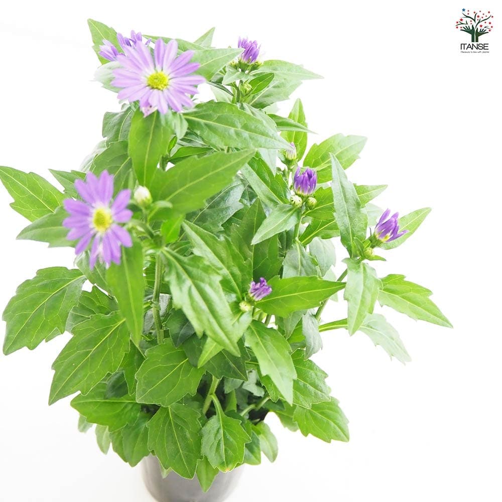 都忘れ(ミヤコワスレ) エドムラサキLサイズ 【花苗 3.5号】｜ 【植物の