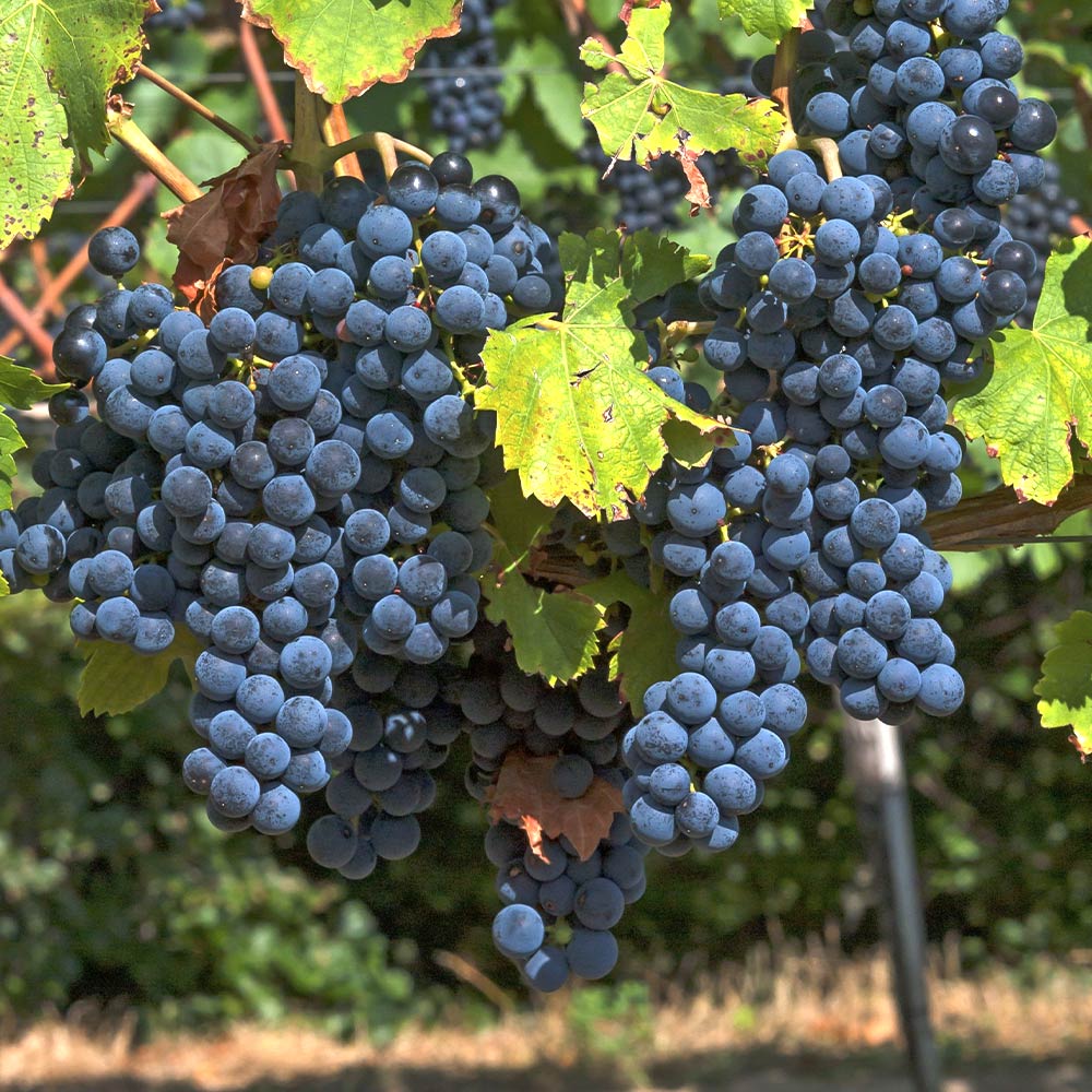 ぶどうの苗 ヤマブドウ ヤマソービニオン 【果樹の苗木 4号／1個売り