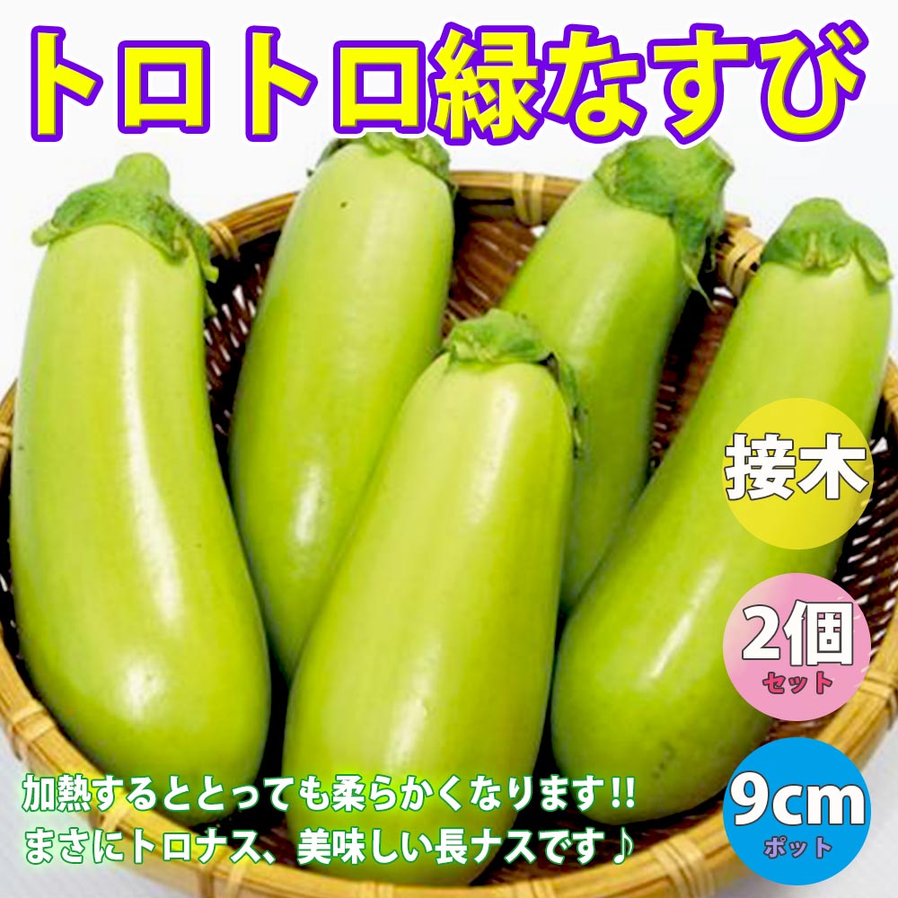 トロトロ緑なすび(中長タイプ)接木苗2個～【野菜 接木苗9cmポット