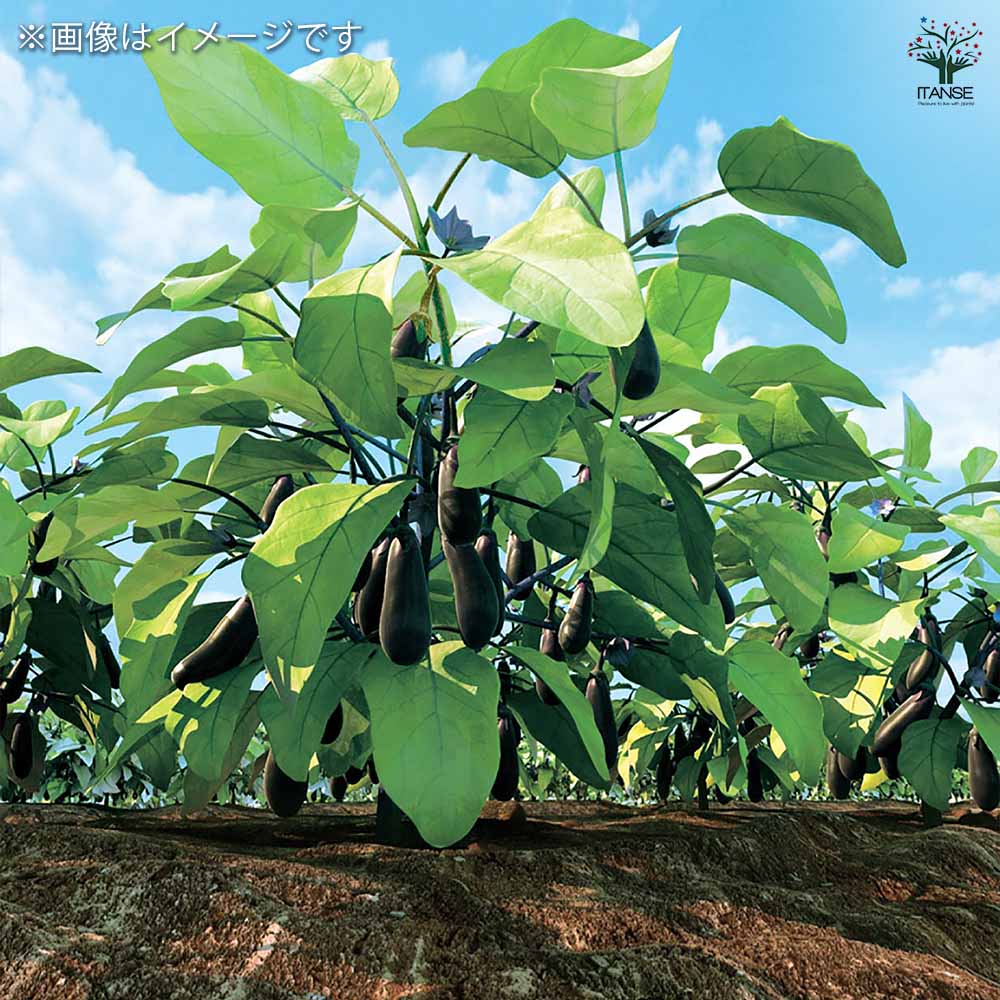 秋なすび(中長ナス)2個～【野菜苗 9cmポット自根苗】｜ 【植物の