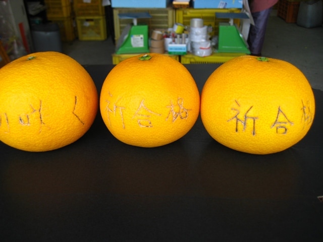 はっさく はっさくを直送｜はっさくも鮮度が命！