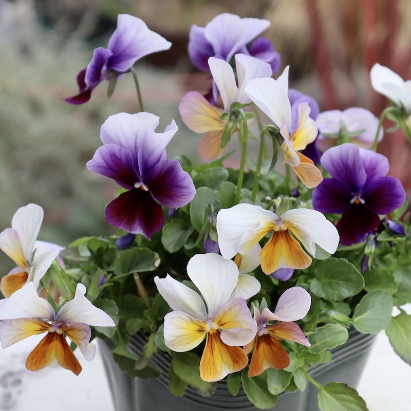 画像の現品!!1点限り☆ゲブラさん育種ビオラの新品種「アマゾネス」36番