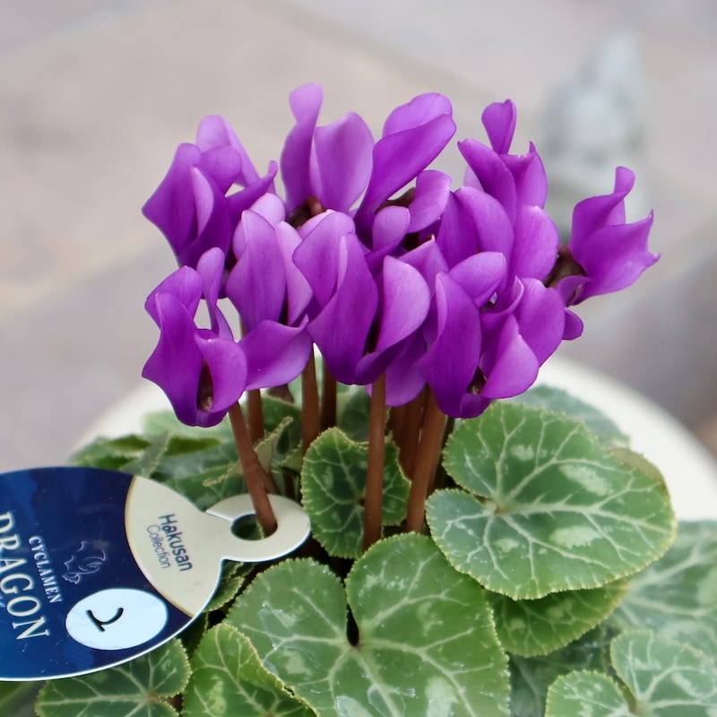 2025年秋NEW☆安心の生産者より☆青いシクラメン・ドラゴン「ディープ