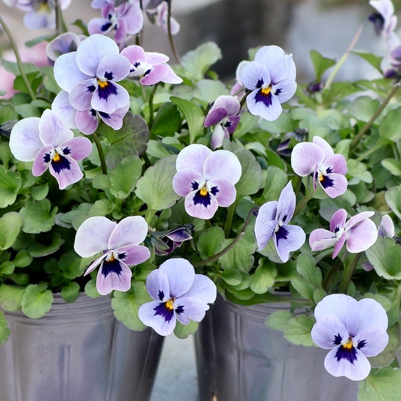 最新画像》見元ビオラ「ロシアンブルーの秘密」2番(3.5号ポット)