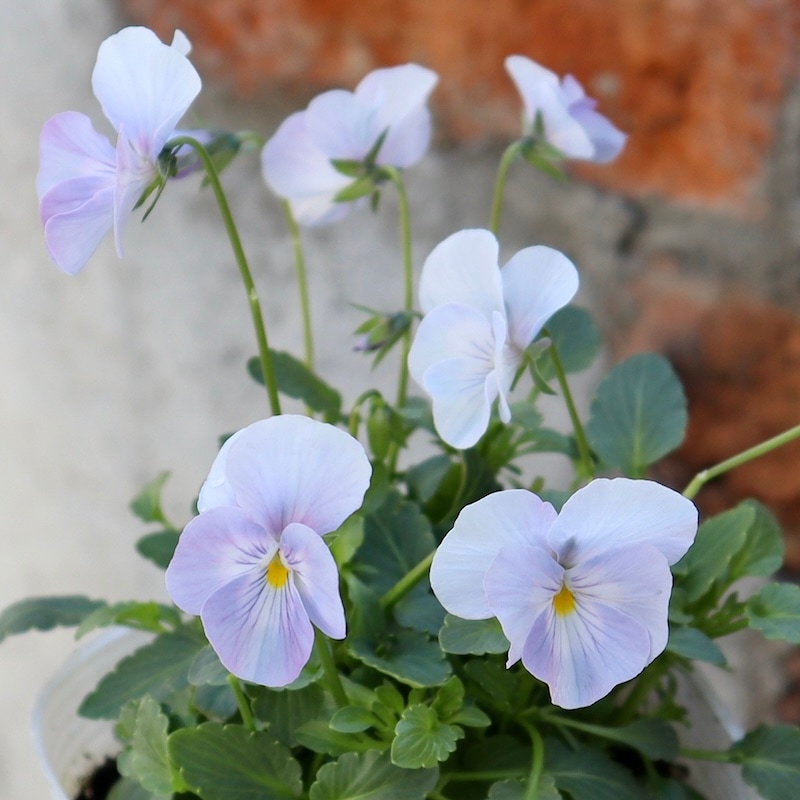 今年も入荷♪すごく綺麗☆高知・植田さんのビオラ☆試験品種〈24-2〉