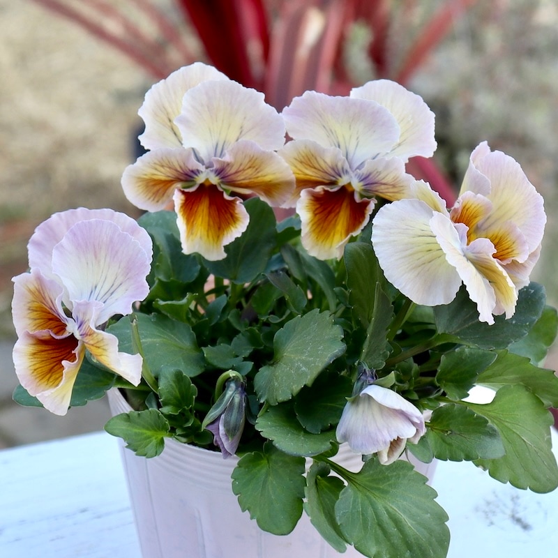 希少品】現品1点限り!! 石村あさみさん育種パンジー「A-STORY・花守の