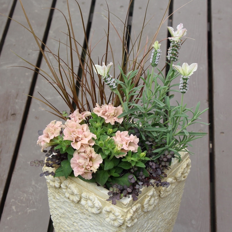 ボリューム満点株♪フレンチラベンダー「クリスタルフィン」(3号ロング