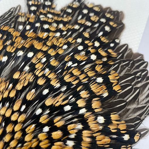 CANAL社 ジャングルコック （No.3）