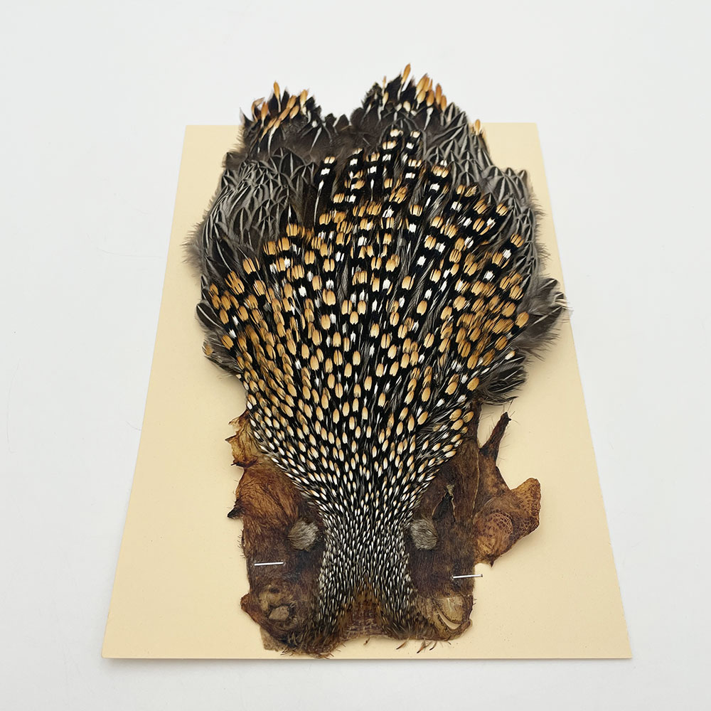 Ken-Cube ジャングルコック Grade A （No.1）